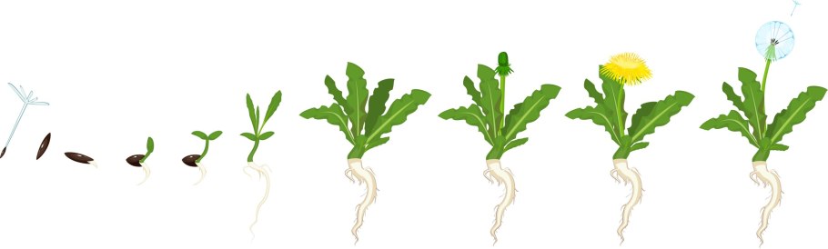 Чем полезен корень одуванчиков