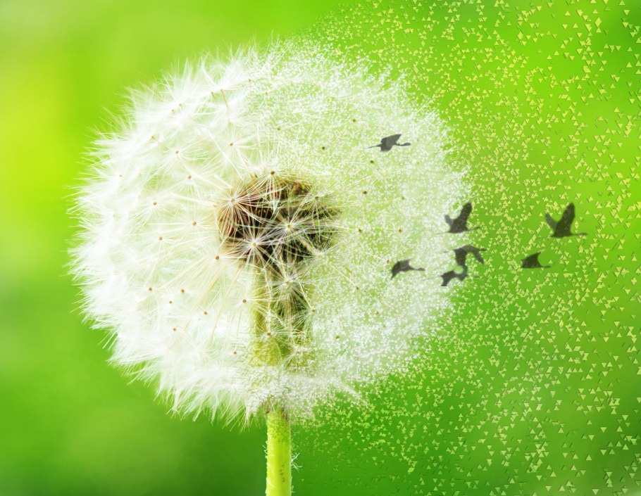 Одуванчик лекарственный корень