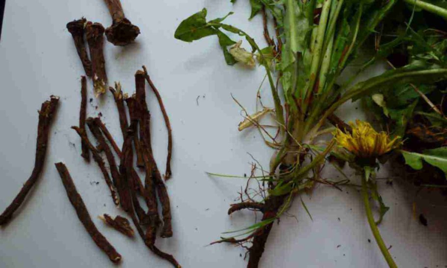 Одуванчик лекарственный- Taraxacum officinale web.