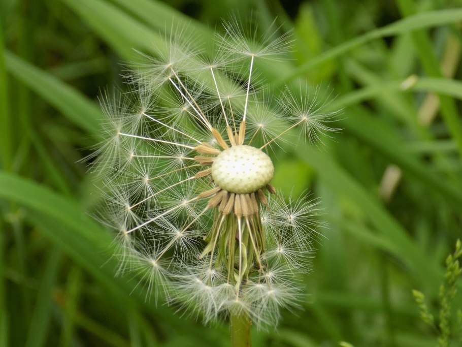 Плод одуванчика семянка