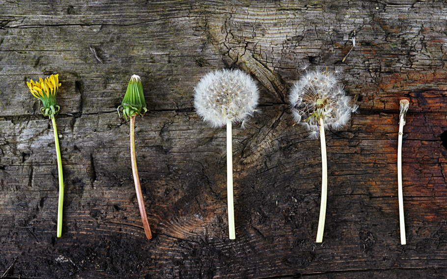Ботаническая иллюстрация Taraxacum