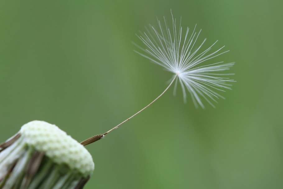 Одуванчик лекарственный гербарий