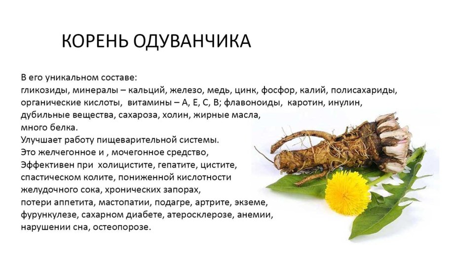 Корень одуванчика