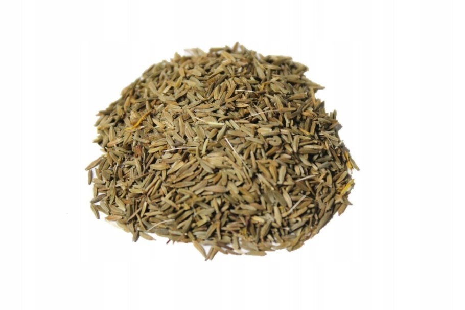 Taraxacum officinale Ботанический рисунок