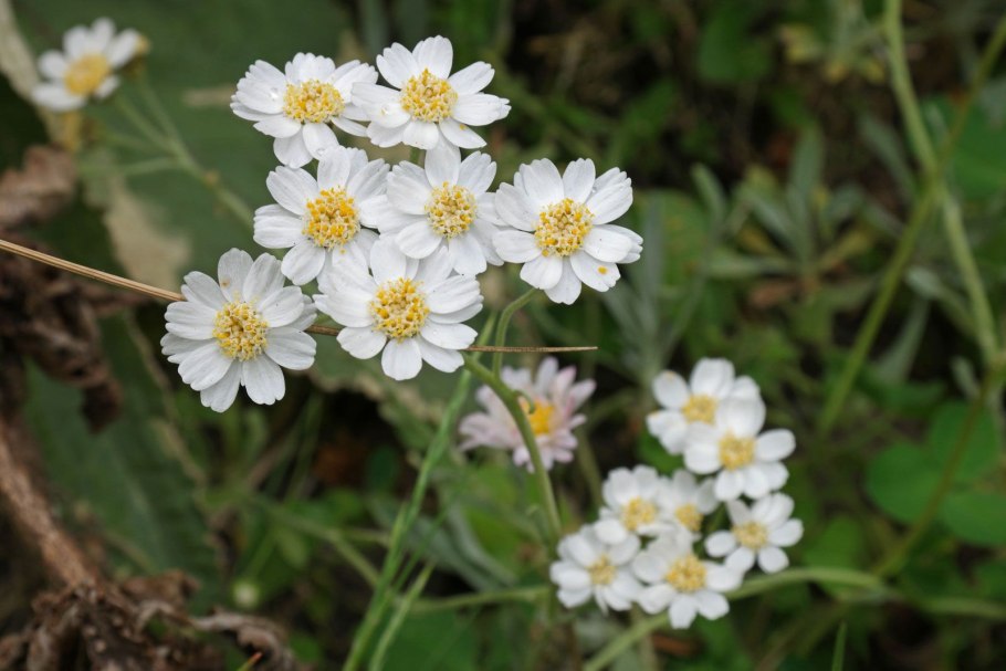 Achillea ageratifolia