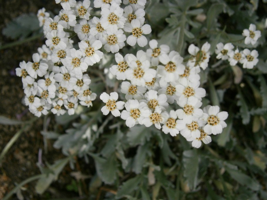 Тысячелистник зонтичный Achillea umbellata