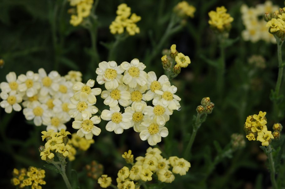 Тысячелистник Achillea tomentosa