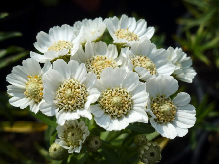 Тысячелистник щетинистый — Achillea setacea