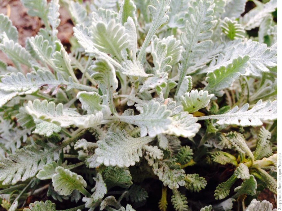 Цветок Achillea ptarmica