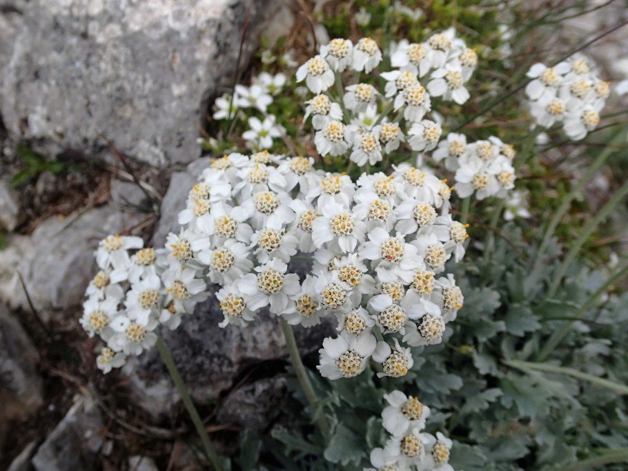 Achillea ochroleuca Ehrh.