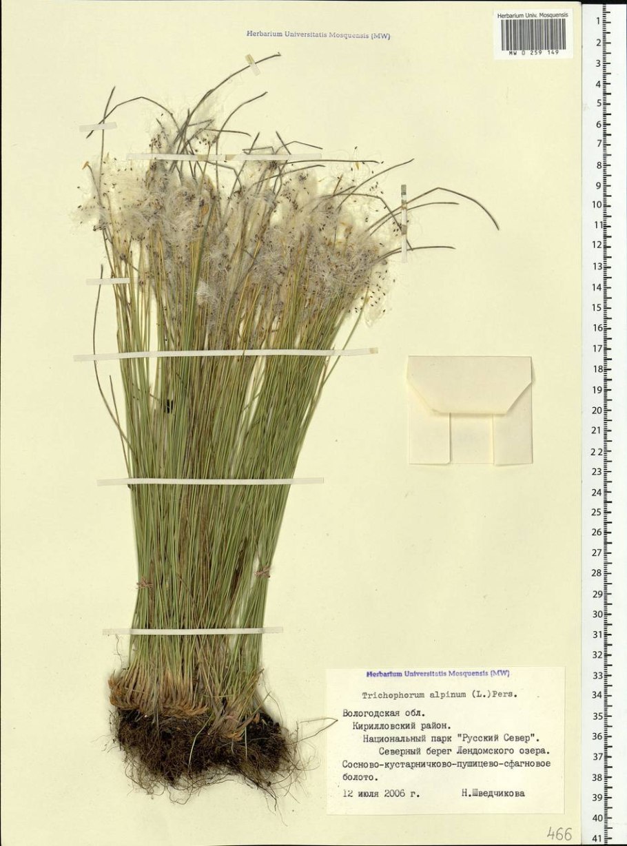 Пухонос Альпийский