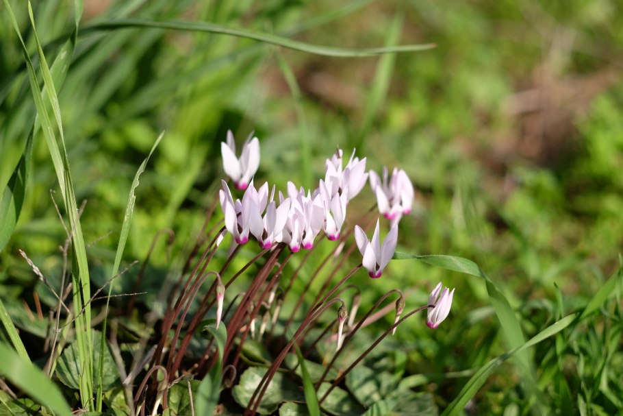 Пушица Болотная