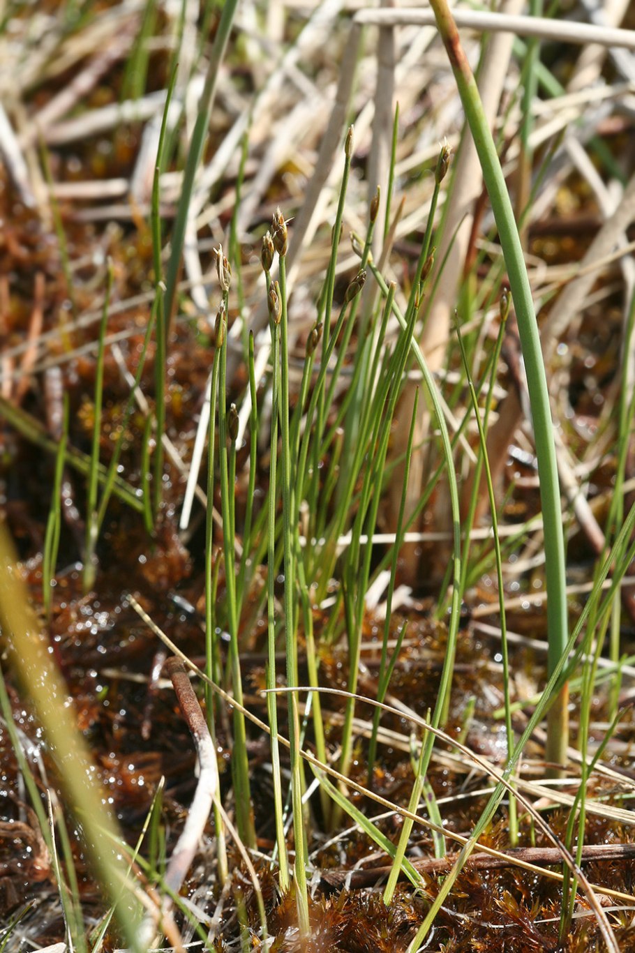 Пушица узколистная (Eriophorum angustifolium)