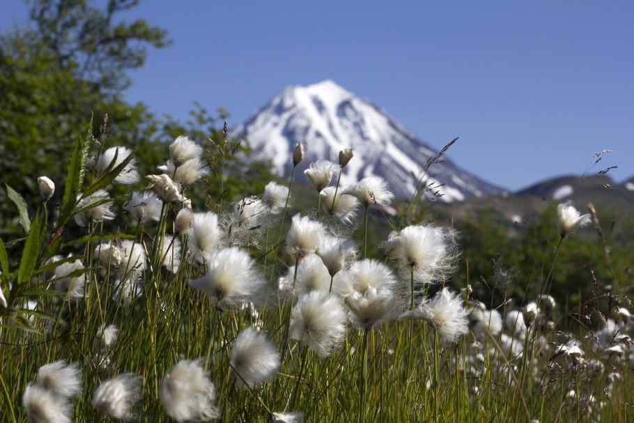 Альпийская (Высокогорная) тундра