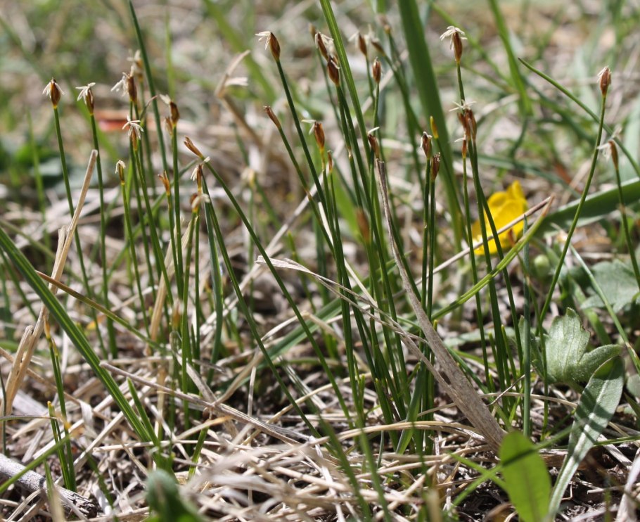 Пухонос дернистый
