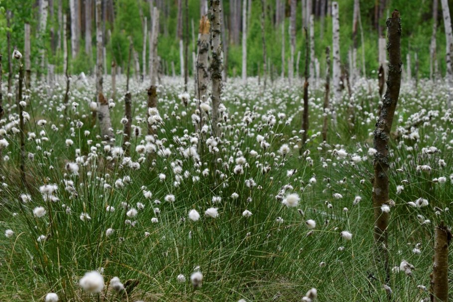Пушица влагалищная