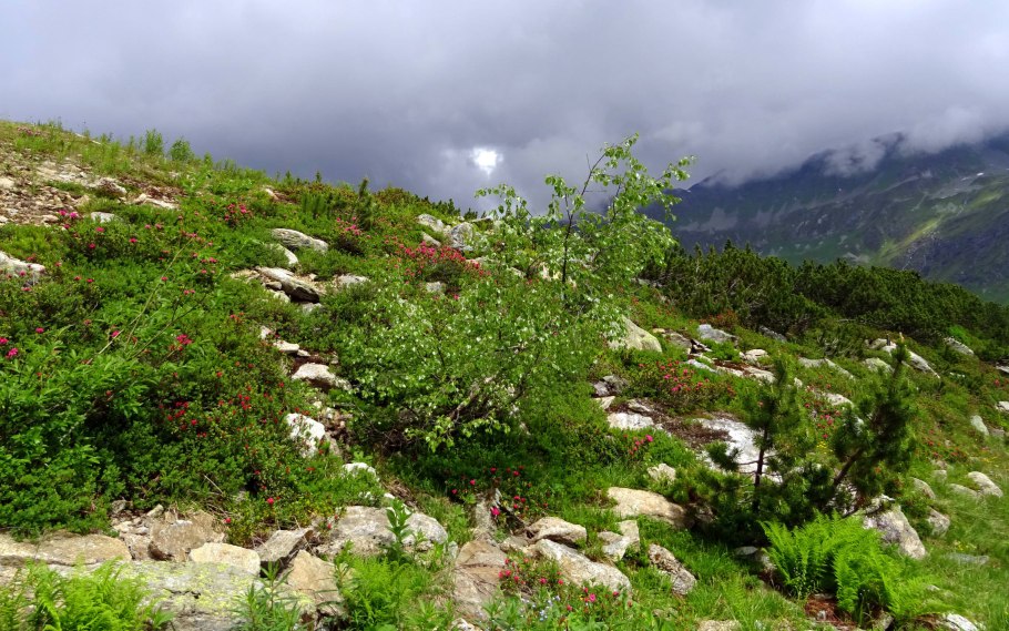 Степная Осока