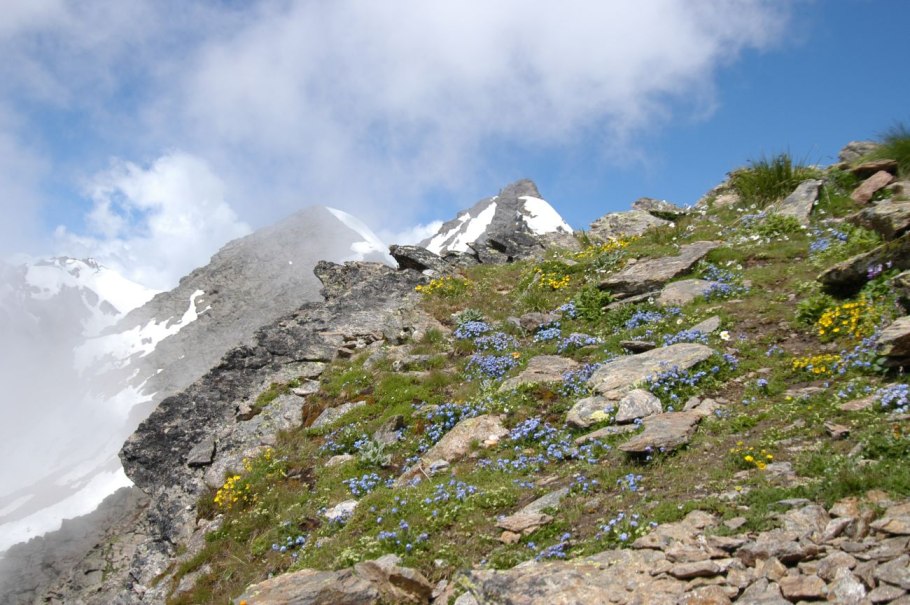 Пушица Болотная