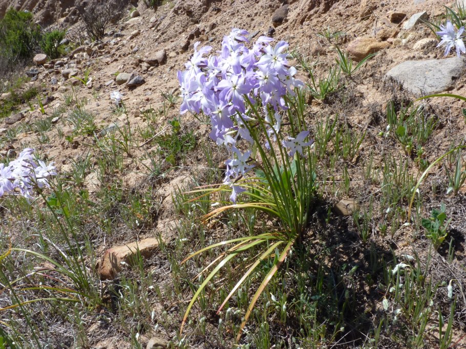 Полынь, прутняк, солянка