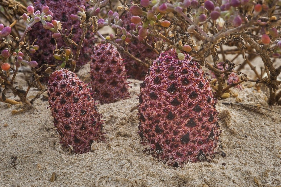 Цветы пустыни Атакама