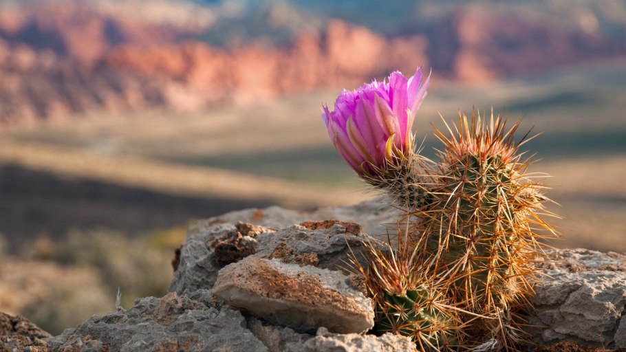 Полынь трёхзубчатая