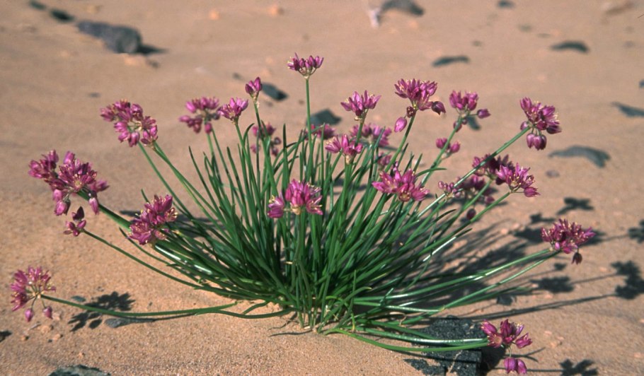 Цветущая пустыня Гоби