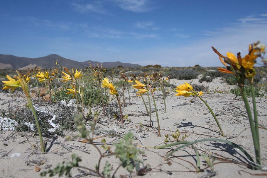 Прутняк Kochia prostrata