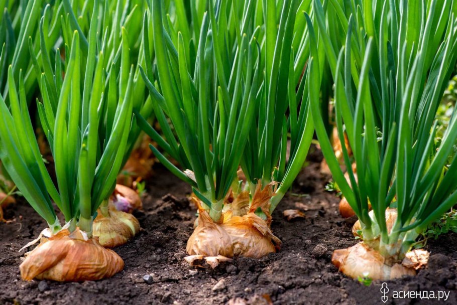 Пустыня Намиб вельвичия