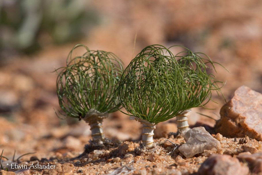 Растительный мир пустыни