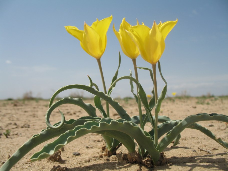 Аравийская пустыня зацвела