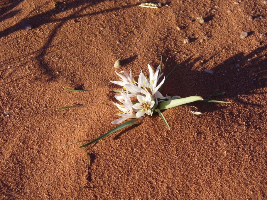 Растительный мир в пустыне