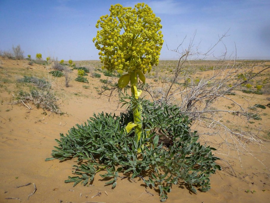 Лук слизун батун