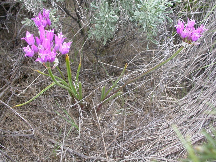 Цветущая пустыня Намакваленд