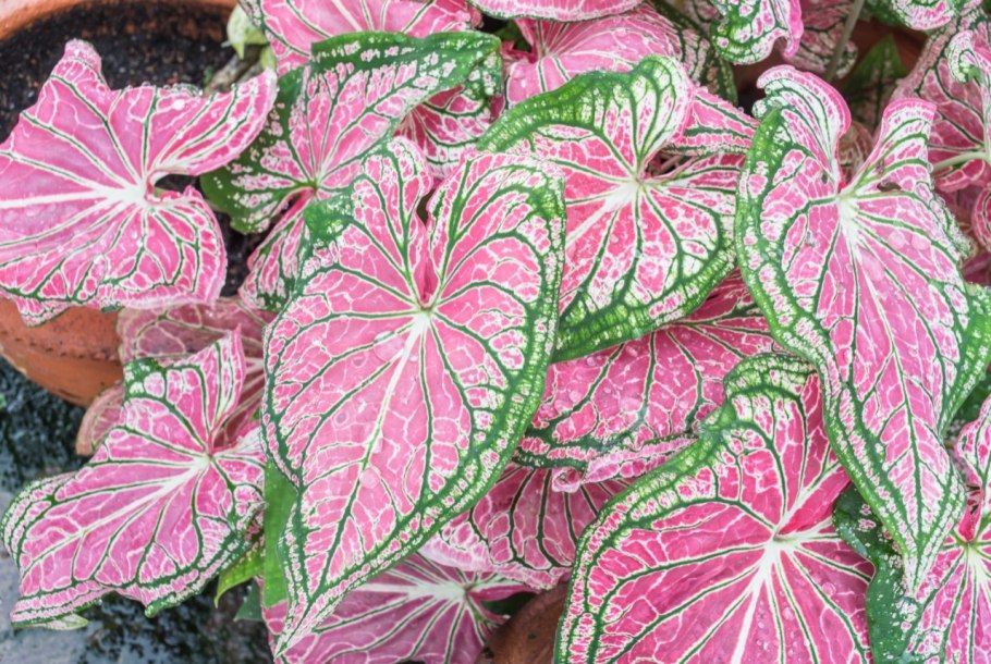 Каладиум e98270