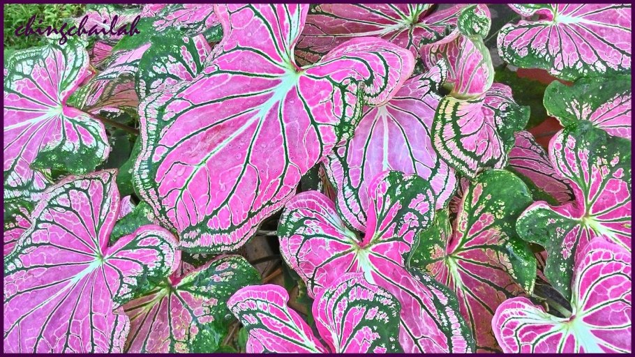 Растение каладиум Доло фото