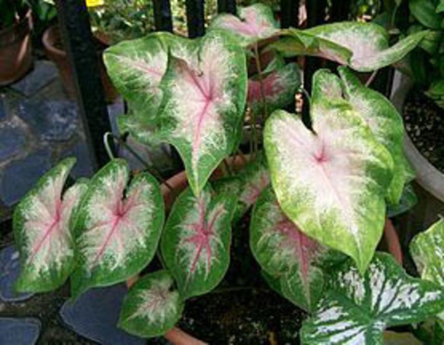 Каладиум Royal Flush