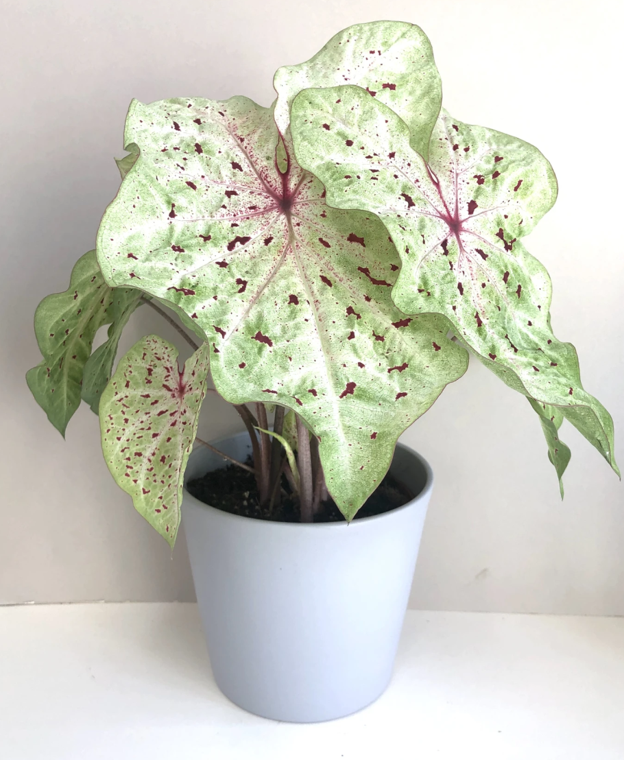 Каладиум Пинк гем