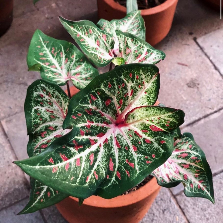 Caladium Gypsy Rose