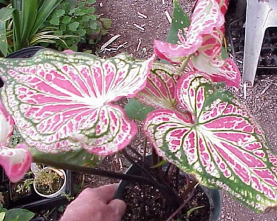 Каладиум Florida Fantasy