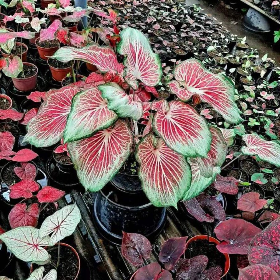 Каладиум Blaze