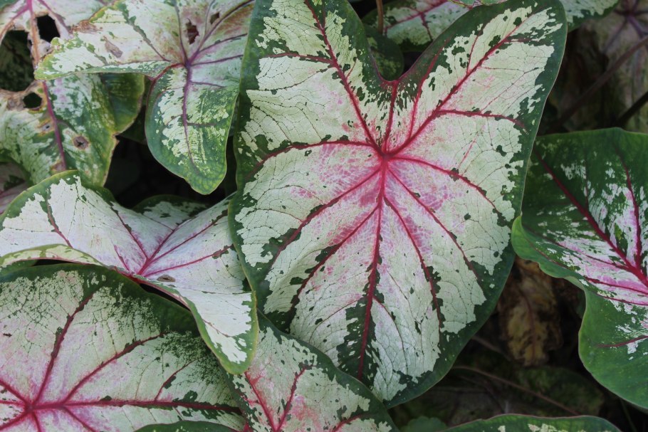 Caladium Kelly/каладиум