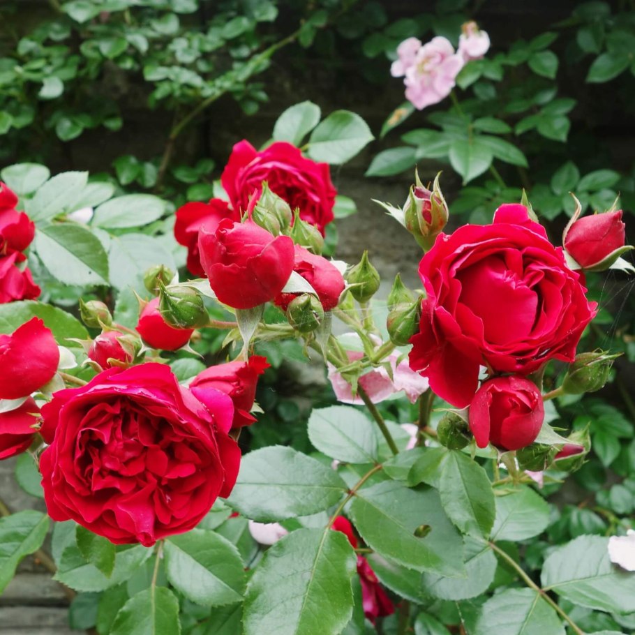 Плетистая роща Флорентина