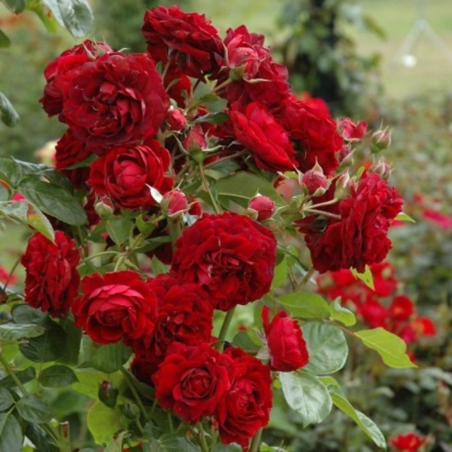 Роза Флорентина плетистая