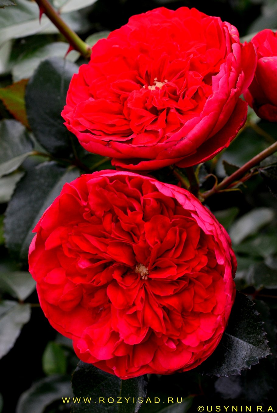 Сорт розы Флорентина фото