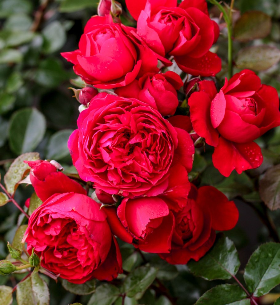 Роза Розанна Кордес