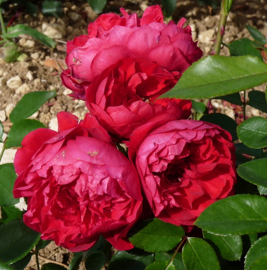 Florentina (w. Kordes & sons, 2011)