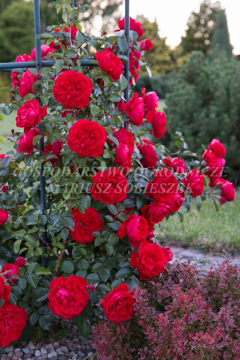 Роза белая флорибунда Алабастер