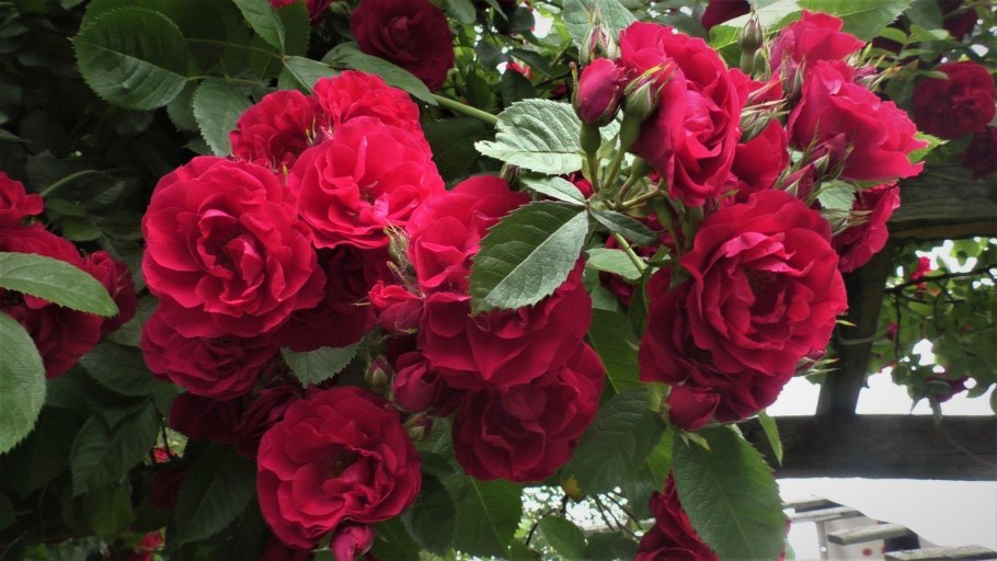 Роза Розанна