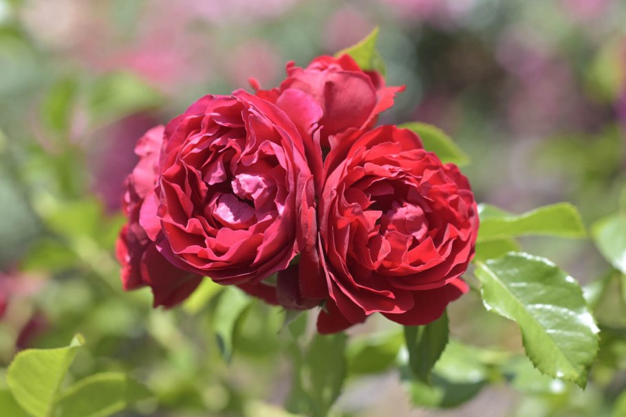 Роза Байкал плетистая