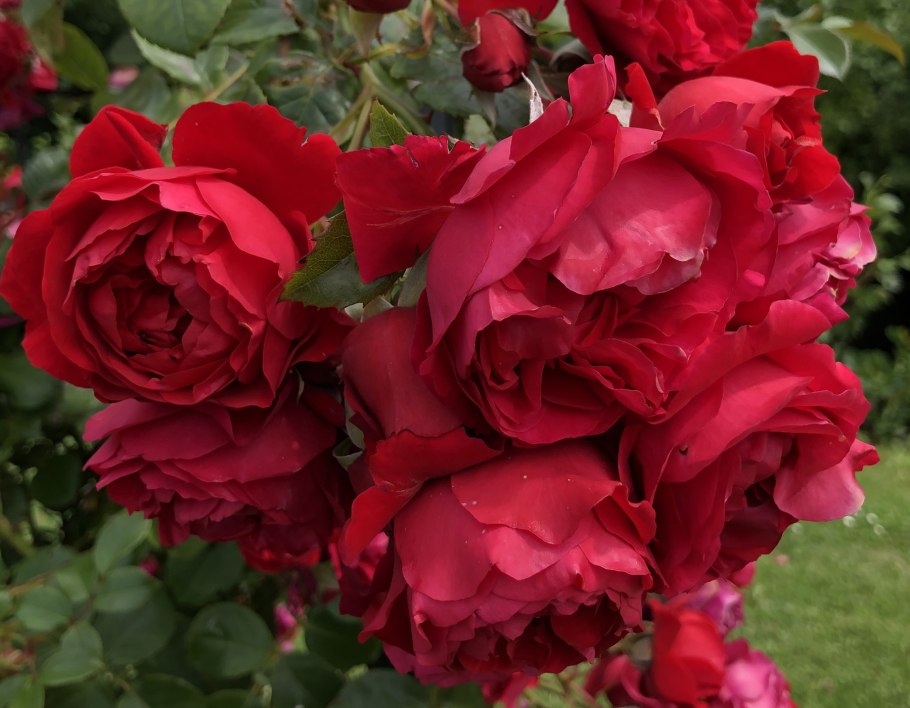 Роза Флорентина Кордес